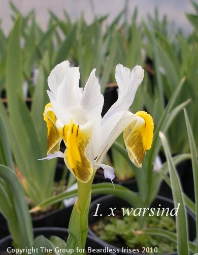 x warsind 14.3 (7)